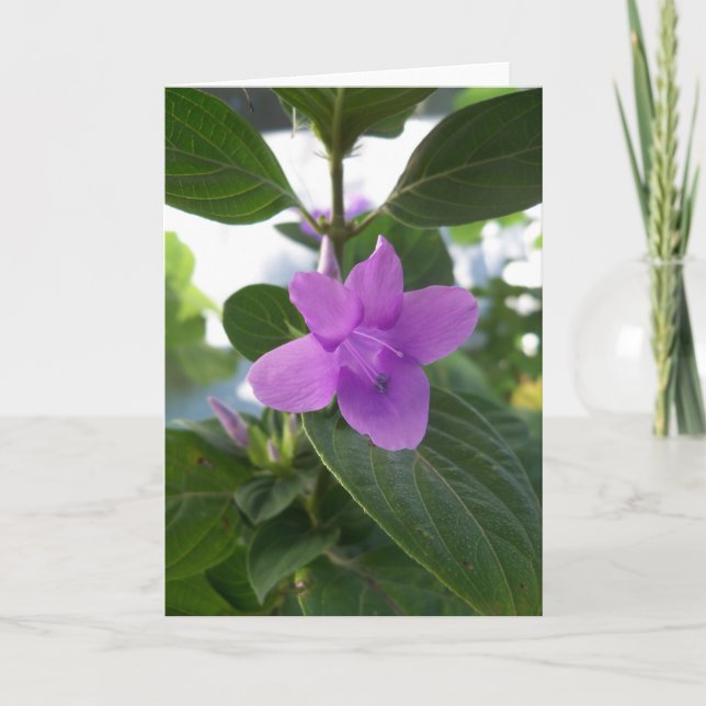 Carte Violette Philippine Pourpre (Devant)