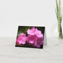 Violettes Africaines Saintpaulia Fleurs Roses