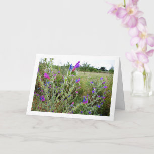 Carte Viper-bugloss, Plante Echium