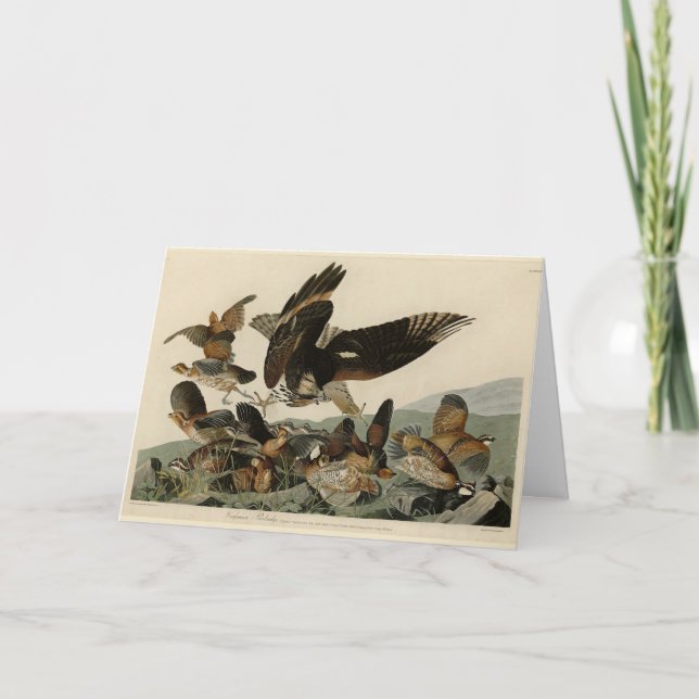 Carte Virginian Partridge, Audubon's Birds of America (Devant)