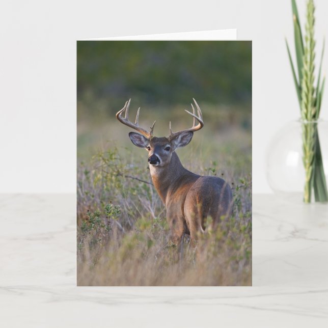 Carte virginianus blanc-coupé la queue d'Odocoileus de (Devant)