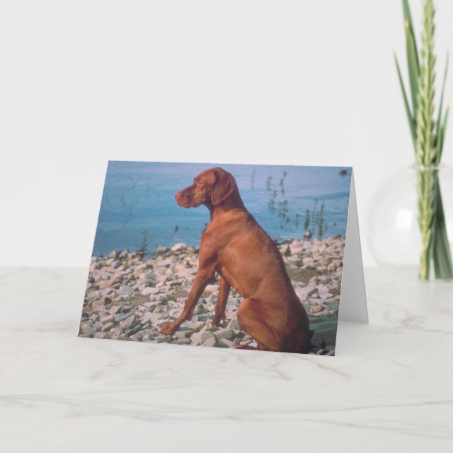 Carte Vizsla (Devant)