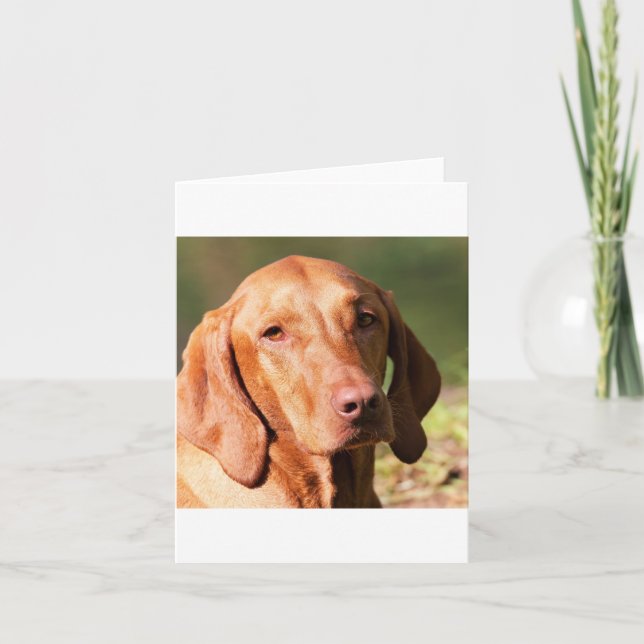 Carte vizsla (Devant)