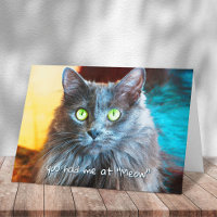 Vous m'avez eu à Meow Cute Grey Cat Photography Bo