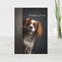 Vous pensant Cavalier Spaniel