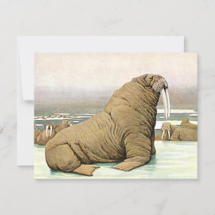 Carte Walrus vintage sur Iceberg en Arctique, Animaux sa