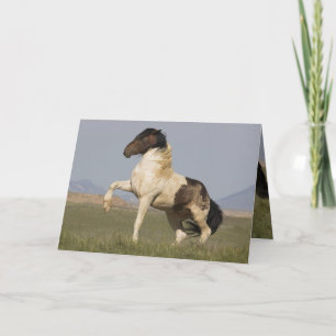 Carte Warbonnet's Challenge Wild Horse Greeting Card