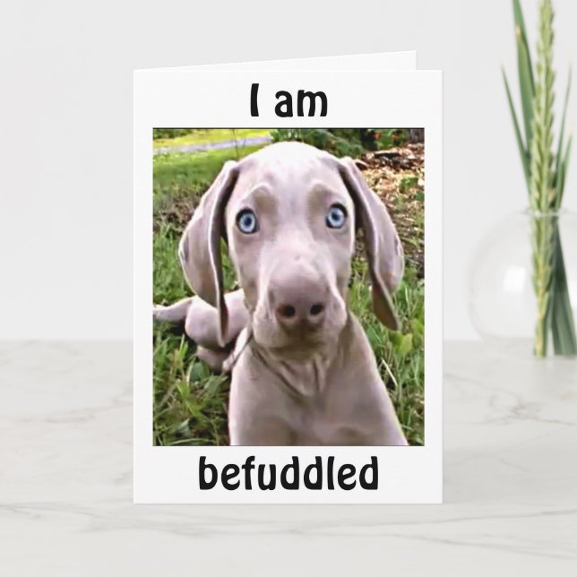 CARTE WEIMARANAR EST AVANT VOUS ÊTES "40"/FABULOUS (Devant)