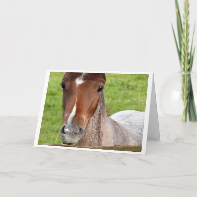 Carte Welsh cob foal horse card (Devant)