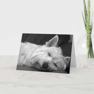 Carte Westie Asleep
