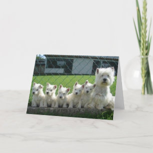 Carte Westie mère et chiots