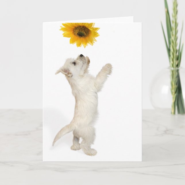 Carte Westie Pup Et Tournesol (Devant)