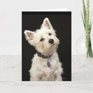 Carte Westie (West Highland terrier) with collar