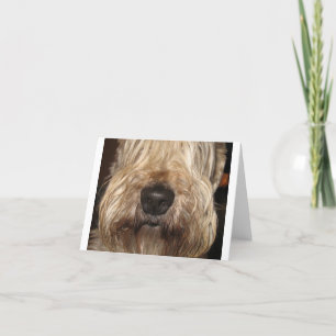 Carte wheaton enduit mou terrier.png