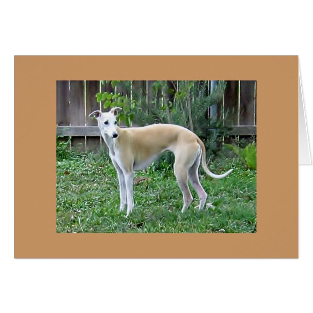 Carte Whippet Hound Greeting (Devant horizontal)