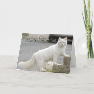 Carte White cat with Joyeux anniversaire