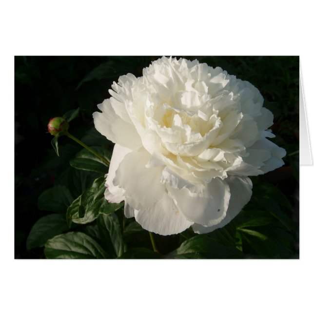 Carte White Double Peonies (Devant horizontal)
