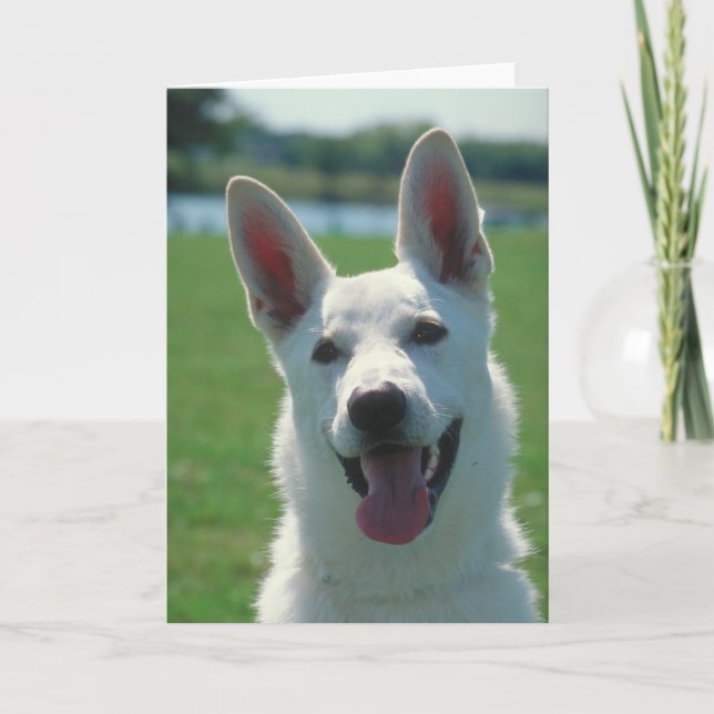 Carte White German Shepherd Dog (Devant)