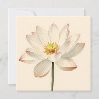 Carte White Lotus Flower