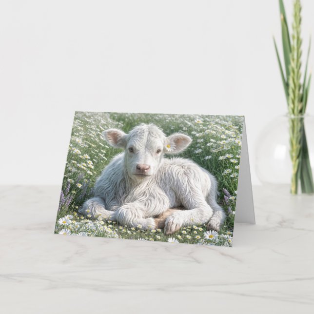 Carte White Scottish Highland Calf Anniversaire (Devant)