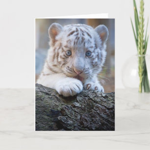 Carte White Tiger Cub