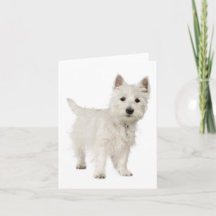 Carte White West Highland Terrier Chien chiot Bonjour am