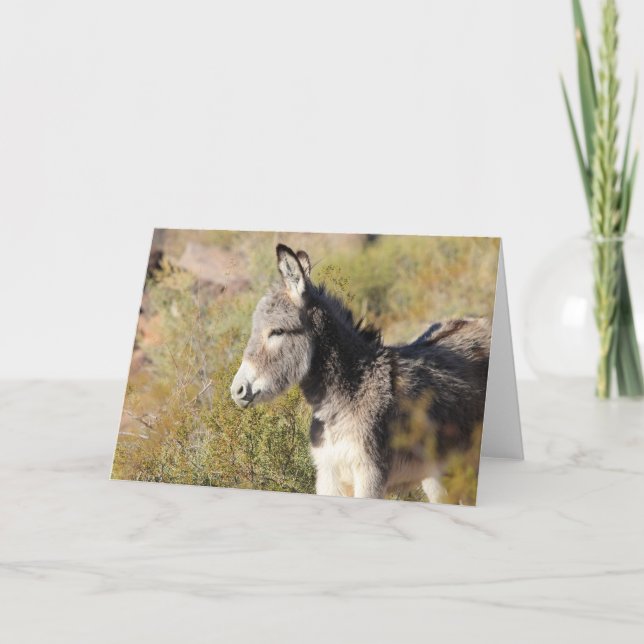 Carte Wild Burro Greeting (Devant)