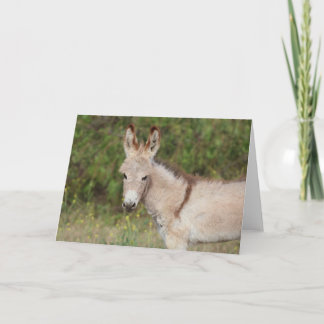 Carte Wild Burros Greeting