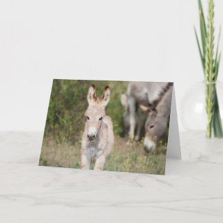 Carte Wild Burros Greeting