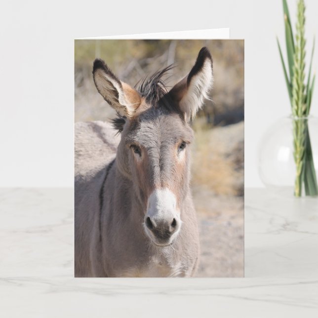 Carte Wild Burros of California (Devant)