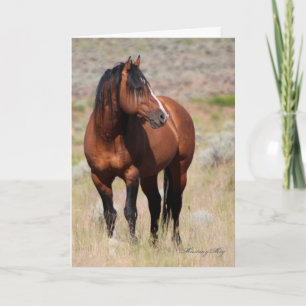 Carte Wild Card~ Honor, Wild Stallion de Steens