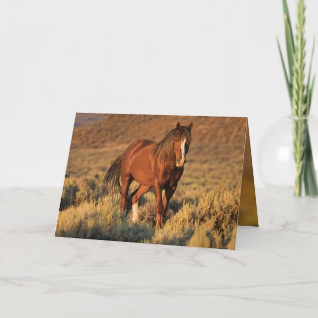 Carte Wild Sorrel Stallion