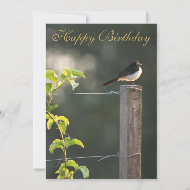 Carte Willie Wagtail Joyeux anniversaire (Devant)