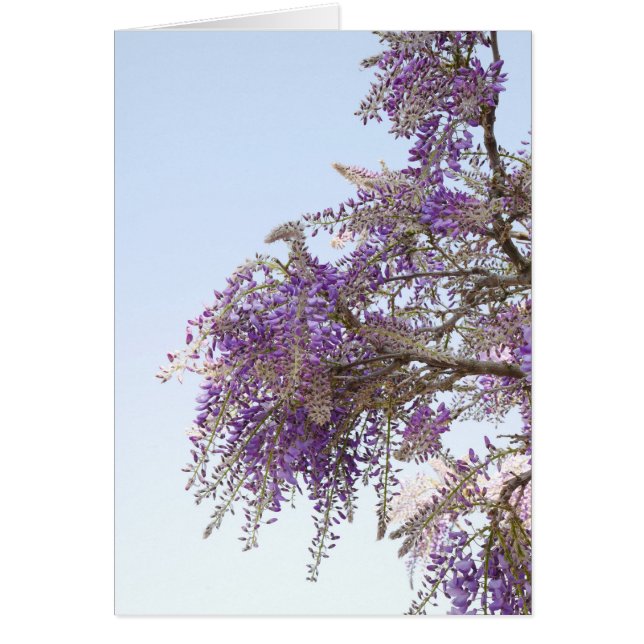 Carte Wisteria pourpre (Devant)