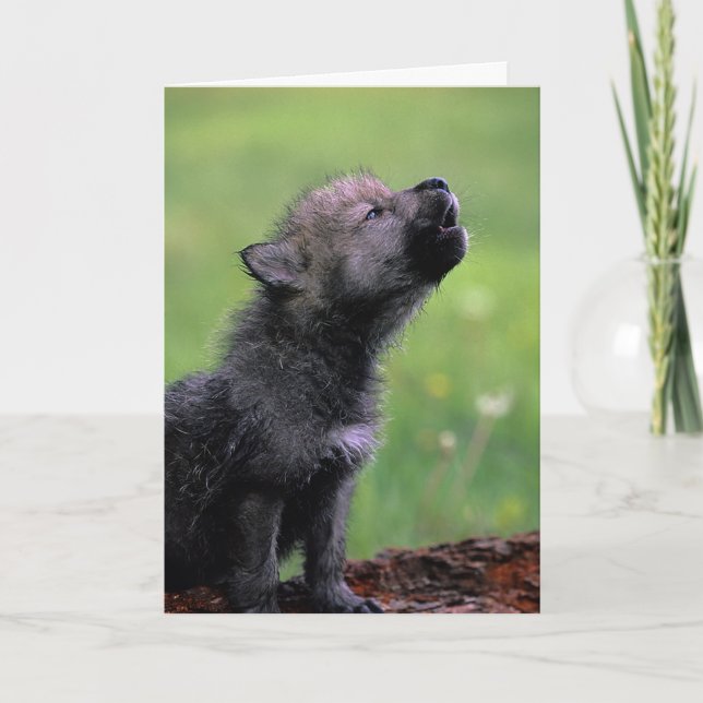Carte Wolf Cub Howling (Devant)