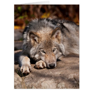 Carte Wolf en bois