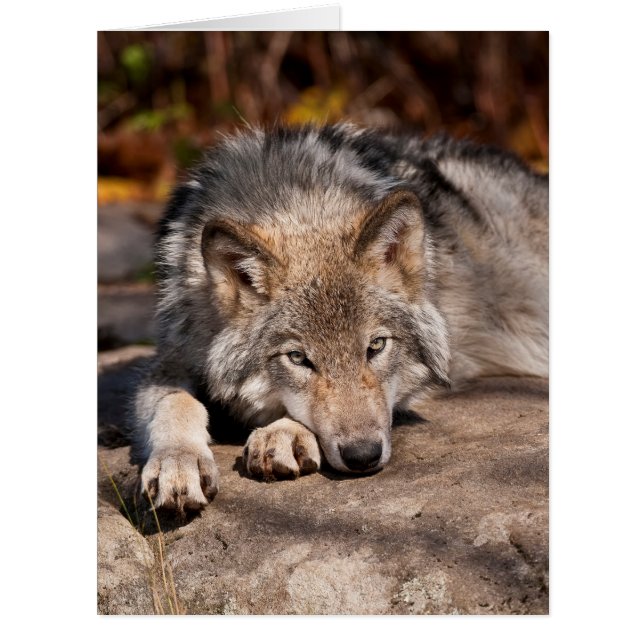 Carte Wolf en bois (Devant)