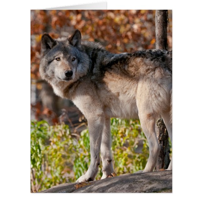 Carte Wolf en bois de l'Est (Devant)