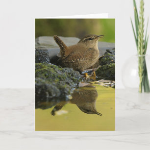 Carte Wren