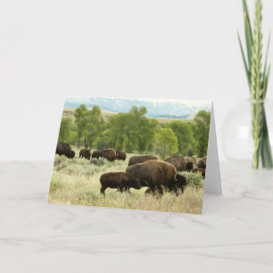Carte Wyoming Bison Nature Animal Photographie
