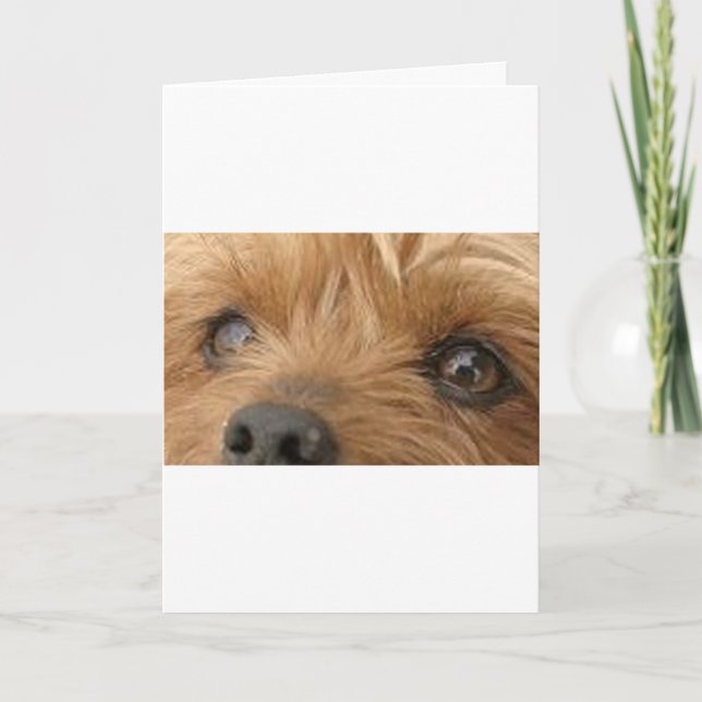 Carte yeux de yorkie (Devant)