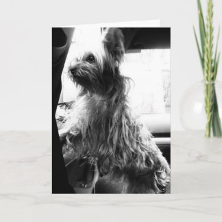 Carte Yorkie