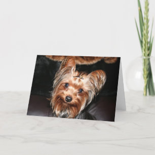 Carte Yorkie