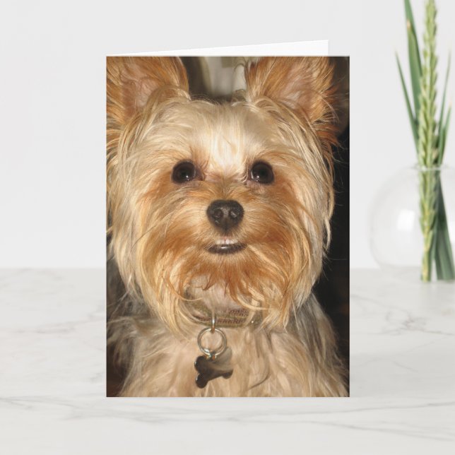 Carte yorkie (Devant)