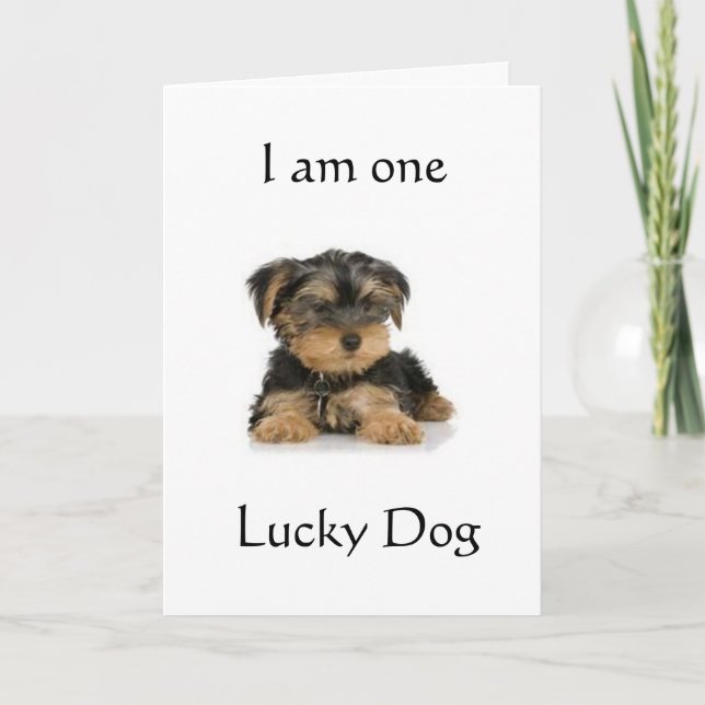 CARTE "YORKIE EST UN CHIEN CHALEUREUX" SOUHAITE ANNIVERS (Devant)