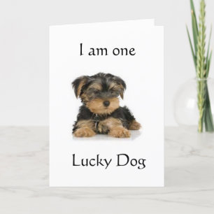 CARTE "YORKIE EST UN CHIEN CHALEUREUX" SOUHAITE ANNIVERS