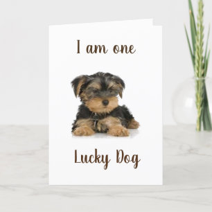 CARTE "YORKIE EST UN CHIEN CHOUCHÉ" SOUHAITE L'ANNIVERSA