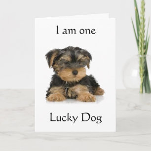 CARTE "YORKIE EST UN CHIEN CHOUCHÉ" SOUHAITE L'ANNIVERSA