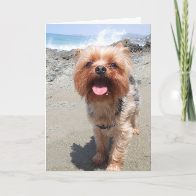 Carte yorkie vous manque (Devant)