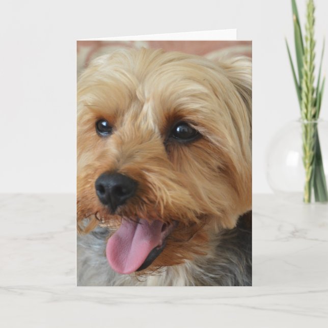 Carte Yorkie Zac (Devant)